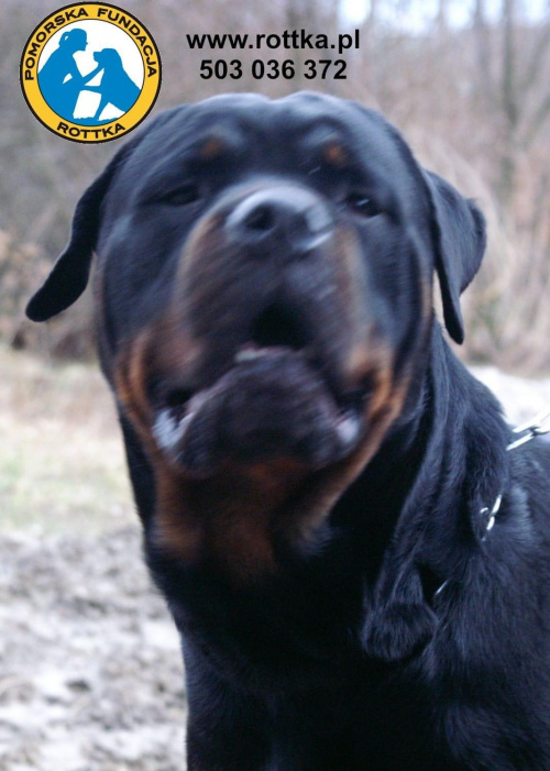 #rottweiler #rottka