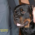 #rottweiler #rottka