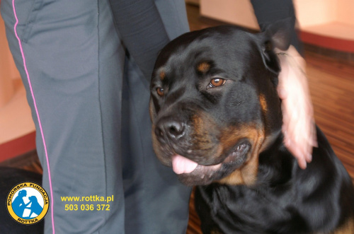 #rottweiler #rottka