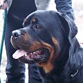 #rottweiler #rottka