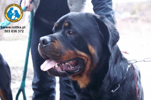 #rottweiler #rottka