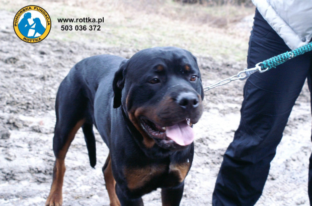 #rottweiler #rottka