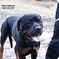 #rottweiler #rottka