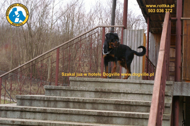 #rottweiler #rottka