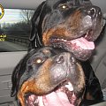 #rottweiler #rottka