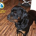 #rottweiler #rottka