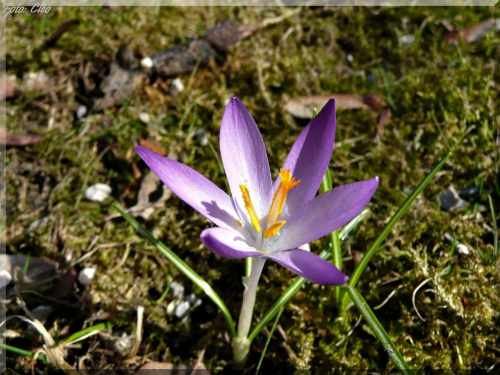 Pieknym sloneczkiem mnie przywitala,
i spiewem ptakow jak na wiosne przystalo.
Wokol kwiatuszki sie wysypaly,
swoimi barwami oczy me zachwycaja...:)