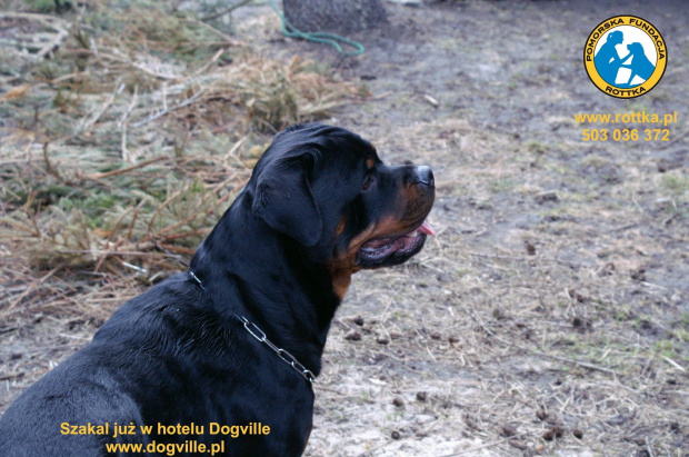 #rottweiler #rottka