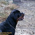 #rottweiler #rottka