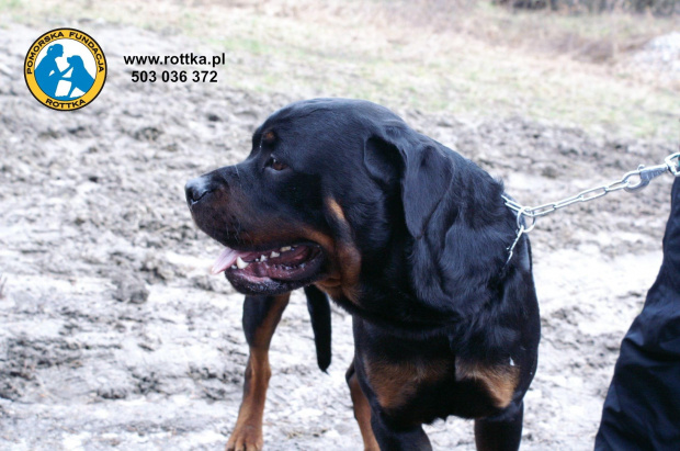 #rottweiler #rottka