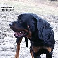 #rottweiler #rottka