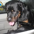 #rottweiler #rottka