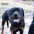 #rottweiler #rottka