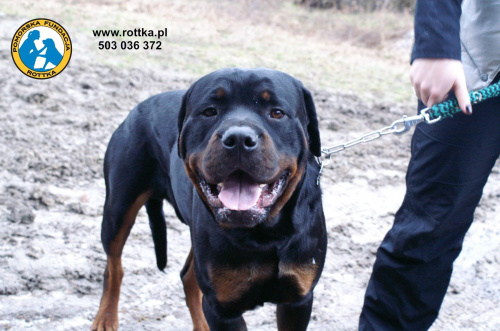 #rottweiler #rottka