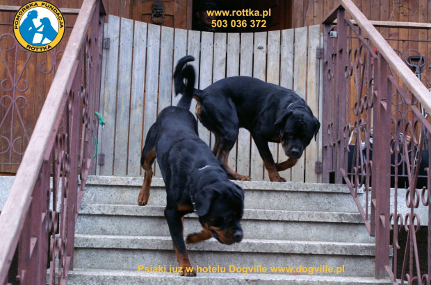 #rottweiler #rottka