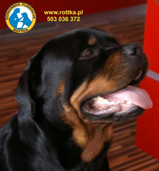 #rottweiler #rottka