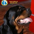 #rottweiler #rottka