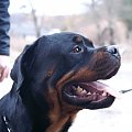 #rottweiler #rottka