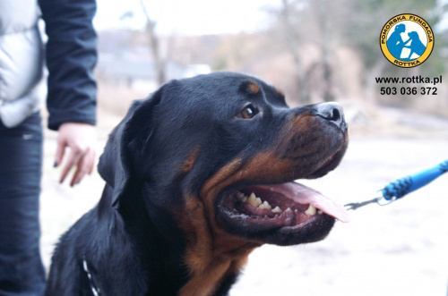 #rottweiler #rottka