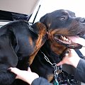 #rottweiler #rottka