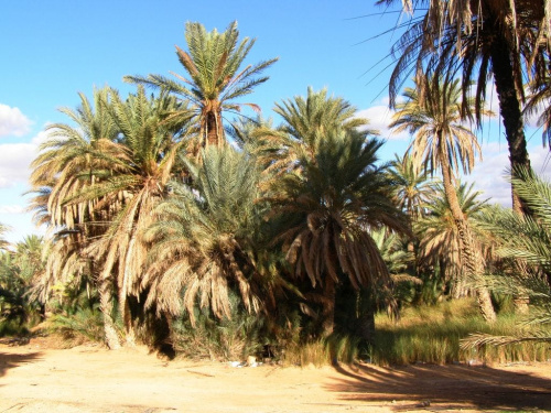 Okolice Gharyanu - oaza zieleni