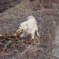 Z głodu to konnia z kopytami albo chociaż kawałek wierzby