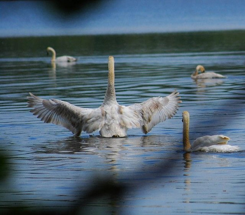 wycieczka z Ozzulkiem do rezerwatu #ptaki #Ozzy #woda