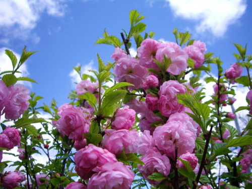 cudowna wiosna w moim ogrodku #migdalowiec #wiosna #ogrod