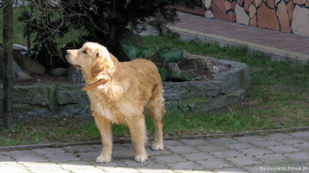 Golden Retriever #GoldenRetriever #pies #psy #zwierzęta #lezajsktm