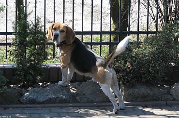 Beagle, Leżajsk 2010 r. #pies #psy #zwierzęta #beagle #lezajsktm