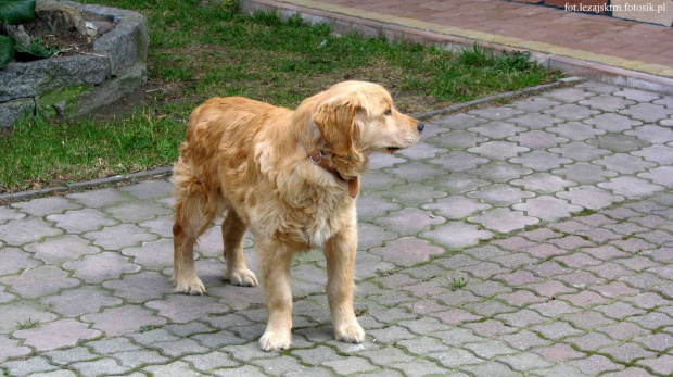 Golden Retriever #GoldenRetriever #pies #psy #zwierzęta #lezajsktm