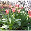 Tulipany #tulipany #kwiaty #kwiatki #wiosna