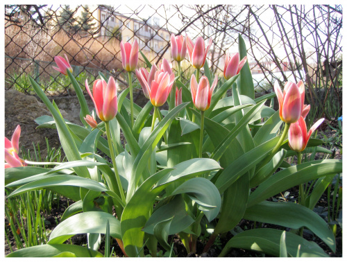 Tulipany #tulipany #kwiaty #kwiatki #wiosna