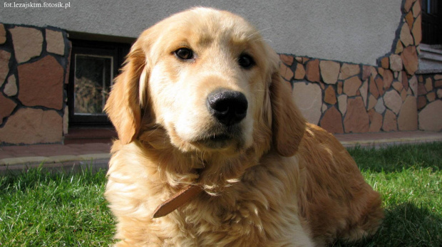 Golden Retriever #GoldenRetriever #pies #psy #zwierzęta #lezajsktm