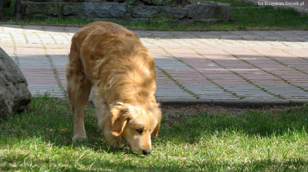 Golden Retriever #GoldenRetriever #pies #psy #zwierzęta #lezajsktm
