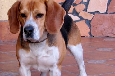 Beagle #beagle #pies #psy #zwierzęta #lezajsktm