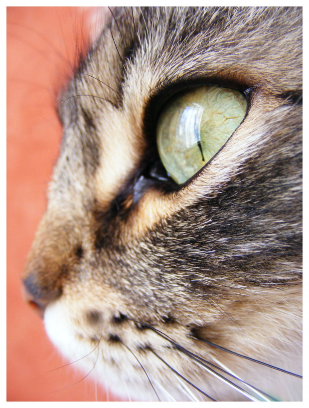Piękne oko, piękna dusza. #kot #koty