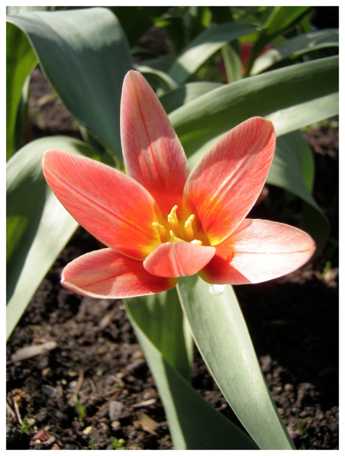 Tulipan #tulipany #kwiaty #kwiatki #wiosna