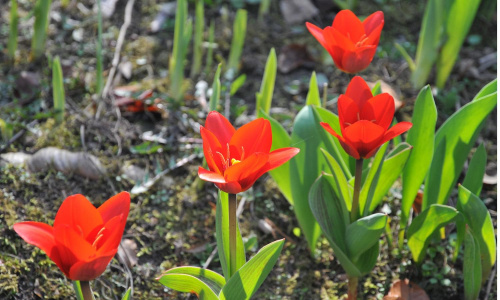 Pierwsze tulipany w ogrodzie