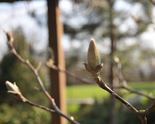 Nabrzmiałe już pąki Magnolii