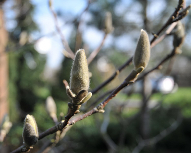 Nabrzmiałe już pąki Magnolii