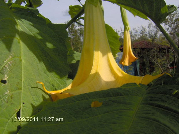 datura