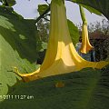 datura