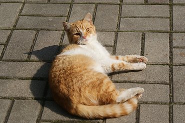 koty #cats #koty #kot #xnifar #rafinski