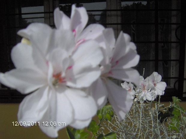 pelargonia