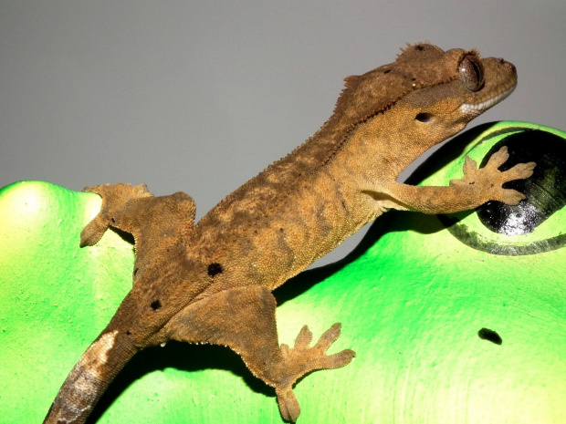 #CrestedGecko #GekonOrzęsiony #RhacodactylusCiliatus