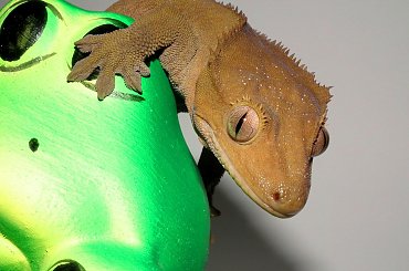 #CrestedGecko #GekonOrzęsiony #RhacodactylusCiliatus