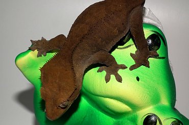 #CrestedGecko #GekonOrzęsiony #RhacodactylusCiliatus