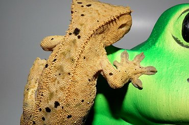 #CrestedGecko #GekonOrzęsiony #RhacodactylusCiliatus