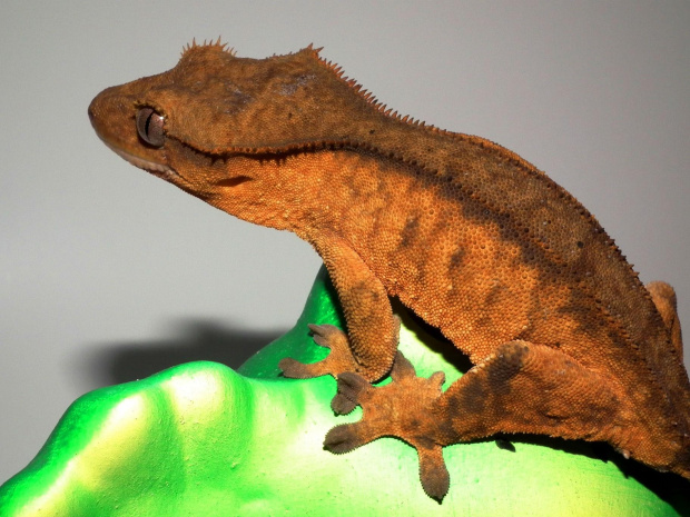 #CrestedGecko #GekonOrzęsiony #RhacodactylusCiliatus